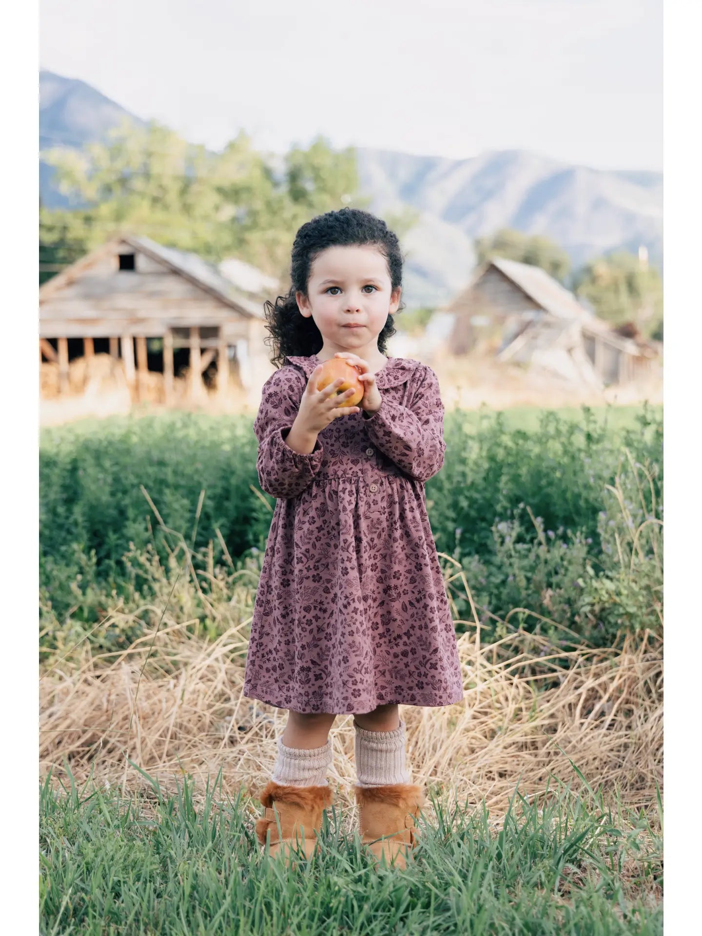 Frill Collar Dress- Plum Birds