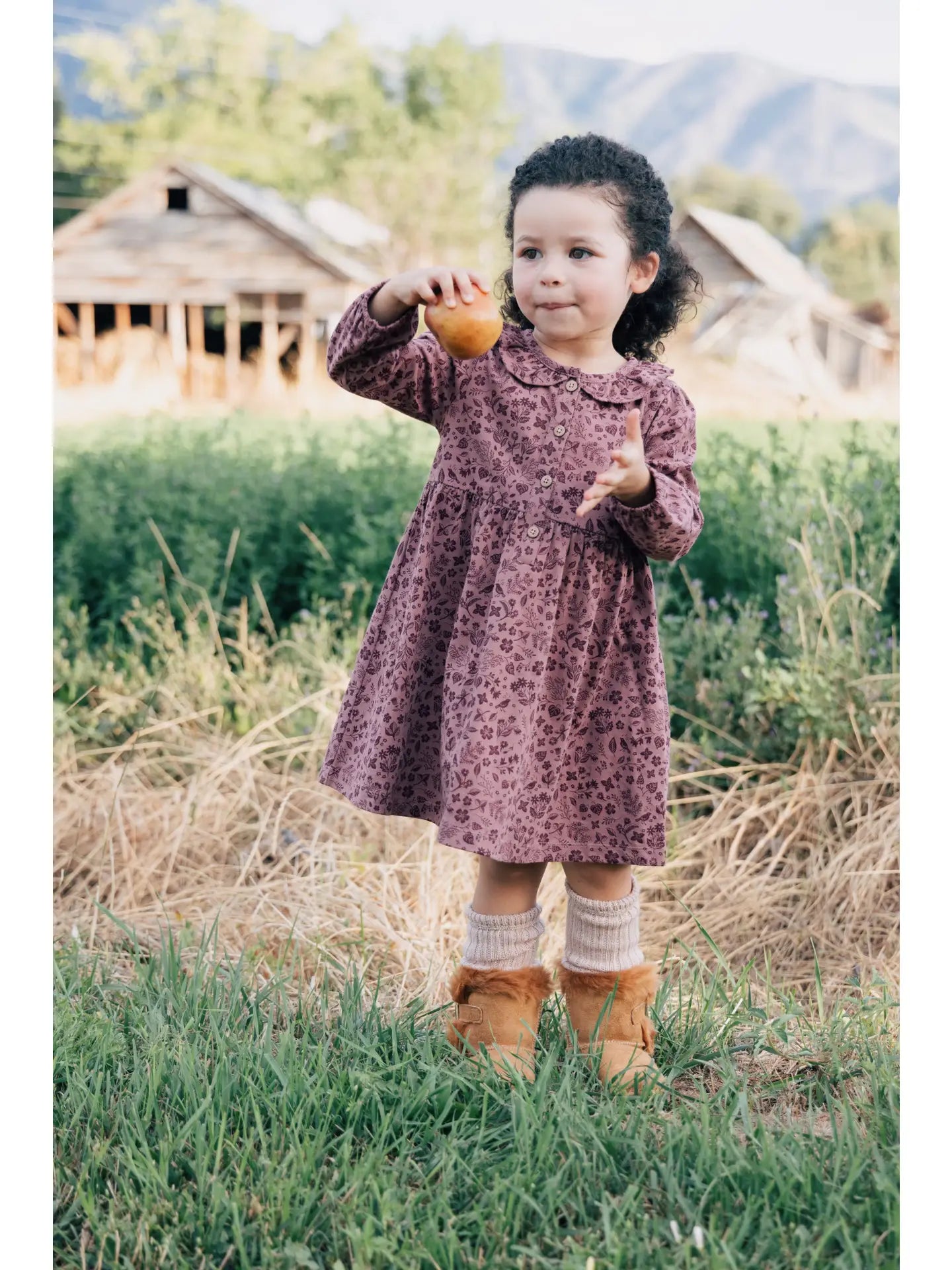 Frill Collar Dress- Plum Birds